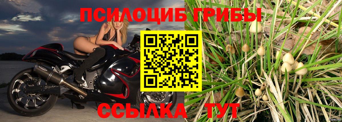 Галлюциногенные грибы Psilocybe Североморск